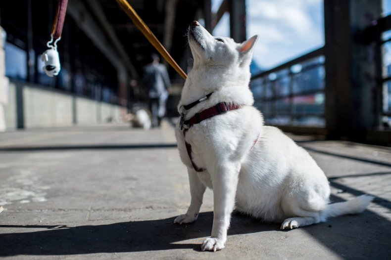 Shiba Inu
