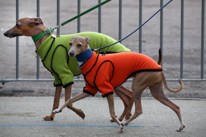 Whippet