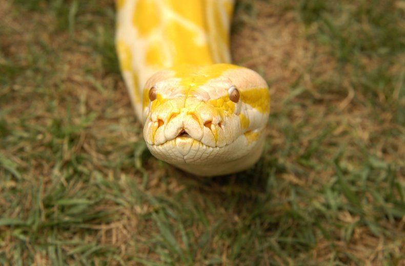 Burmese python