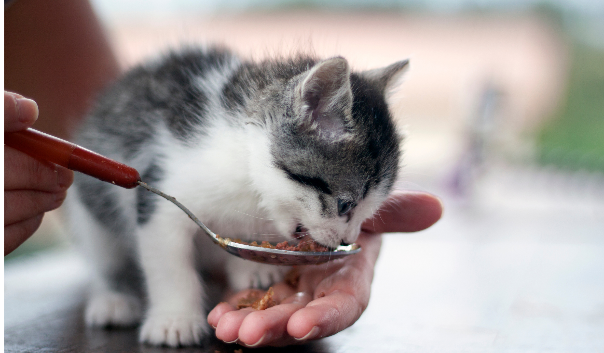 Cat feed. Кормящая кошка. Человек кормит кота. Покормить кошку. Хозяин кормит кота.