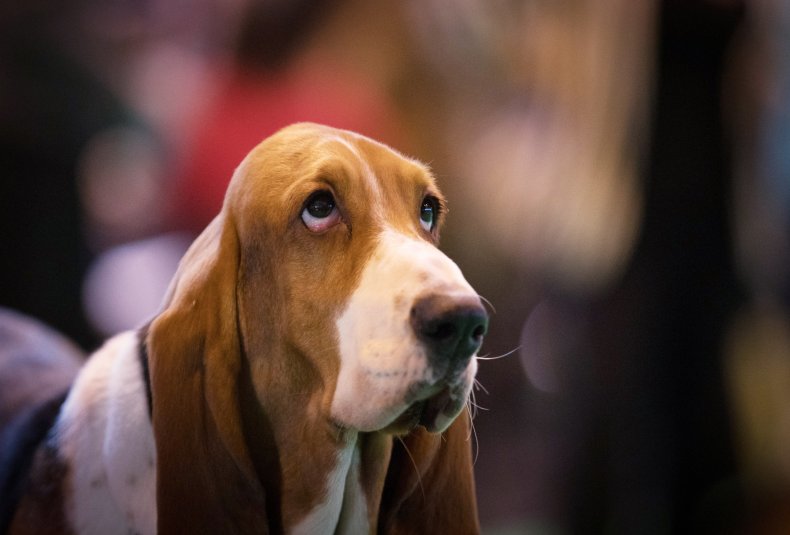 Basset Hound