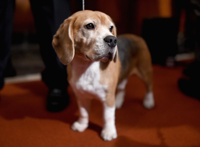 Beagle