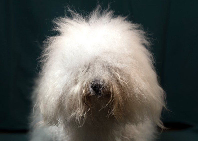 Bolognese Dog