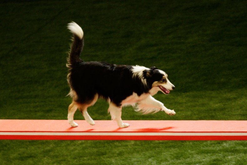 Border Collie