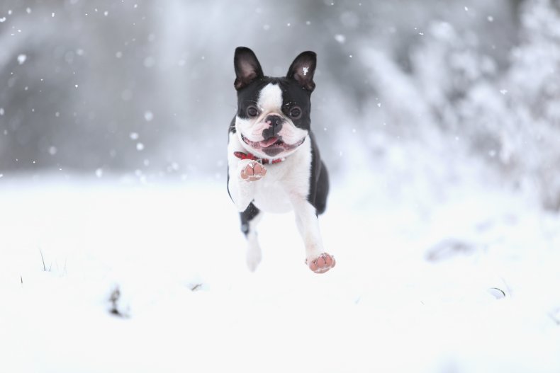 Boston Terrier