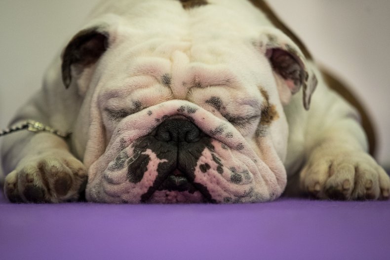 Bulldog