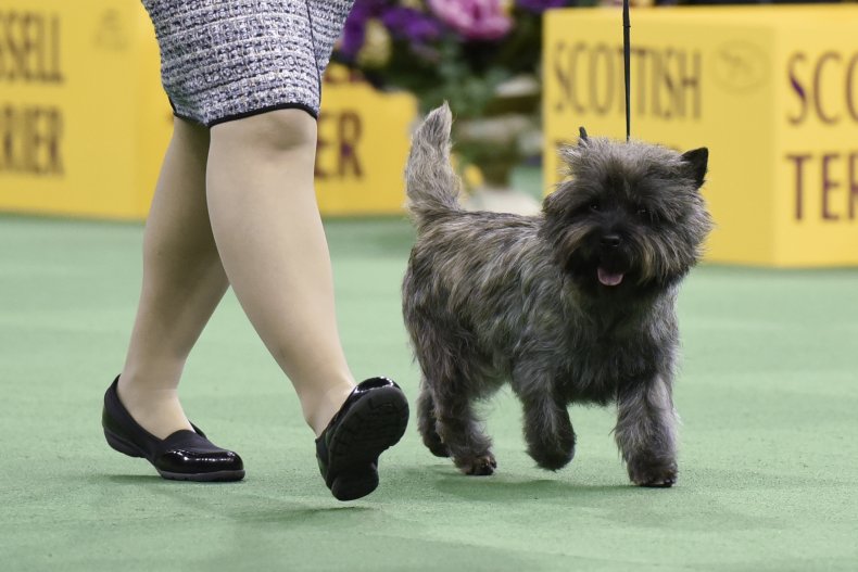Cairn Terrier