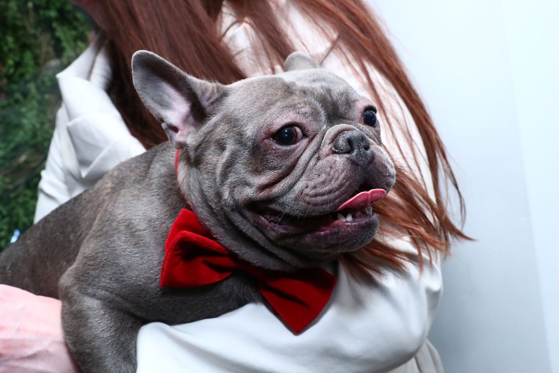 French Bulldog