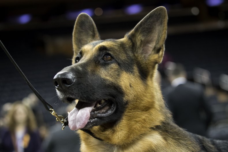 German Shepherds
