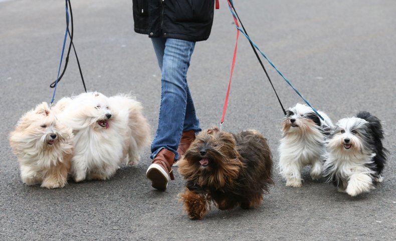 Havanese