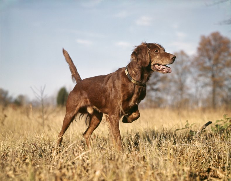 Irish Setter