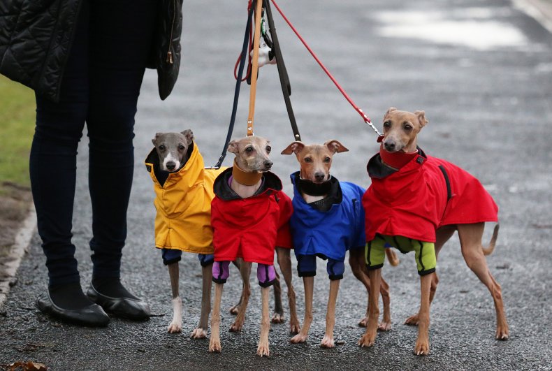 Italian Greyhounds