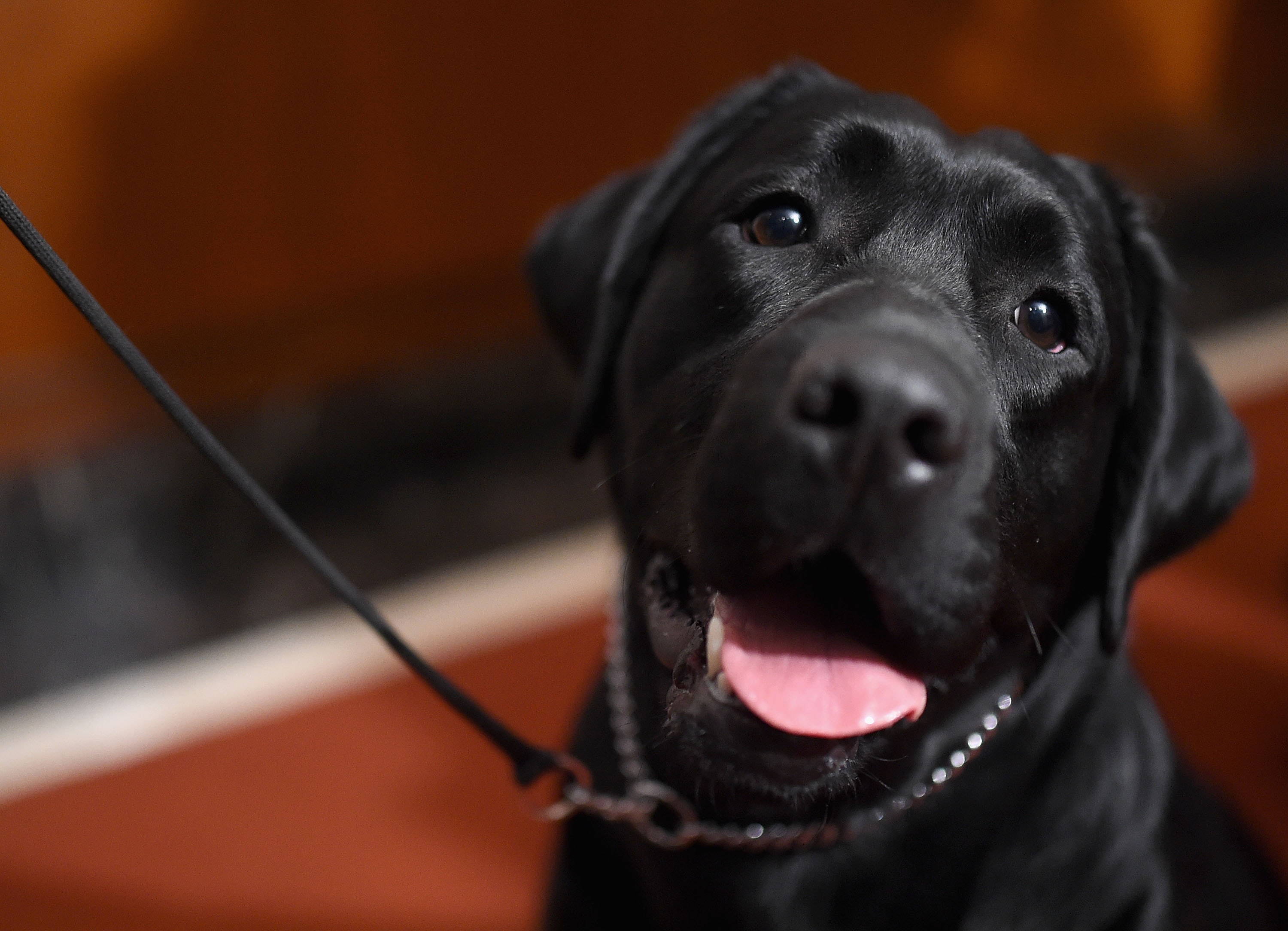 North Texas woman finds new way to keep dogs entertained while