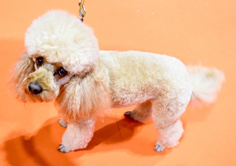 Miniature Poodle