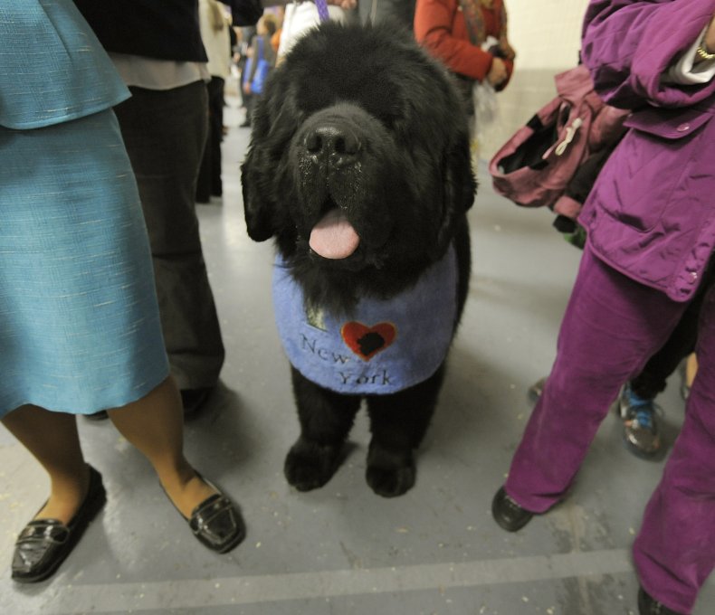 Newfoundland