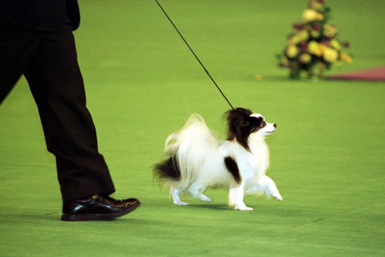 Papillon