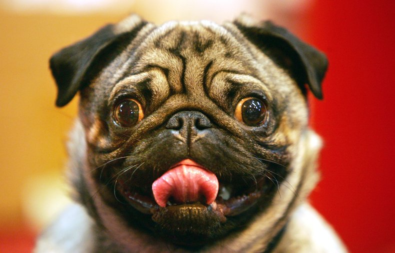 Pug