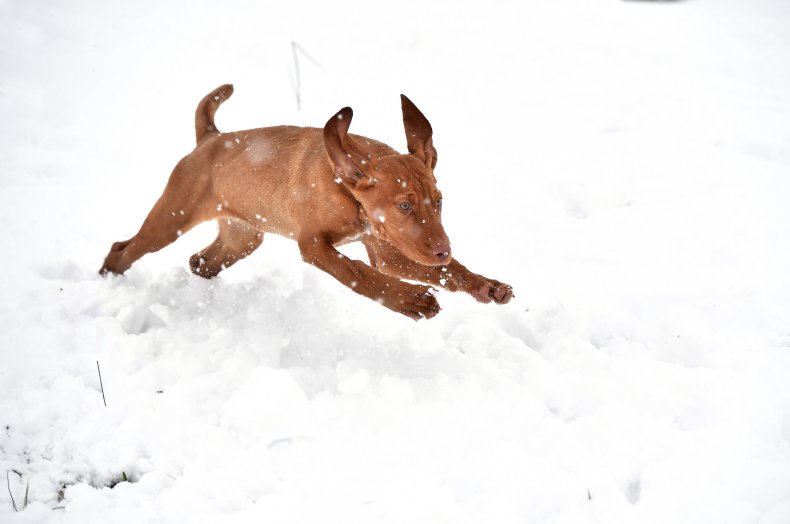 Vizsla