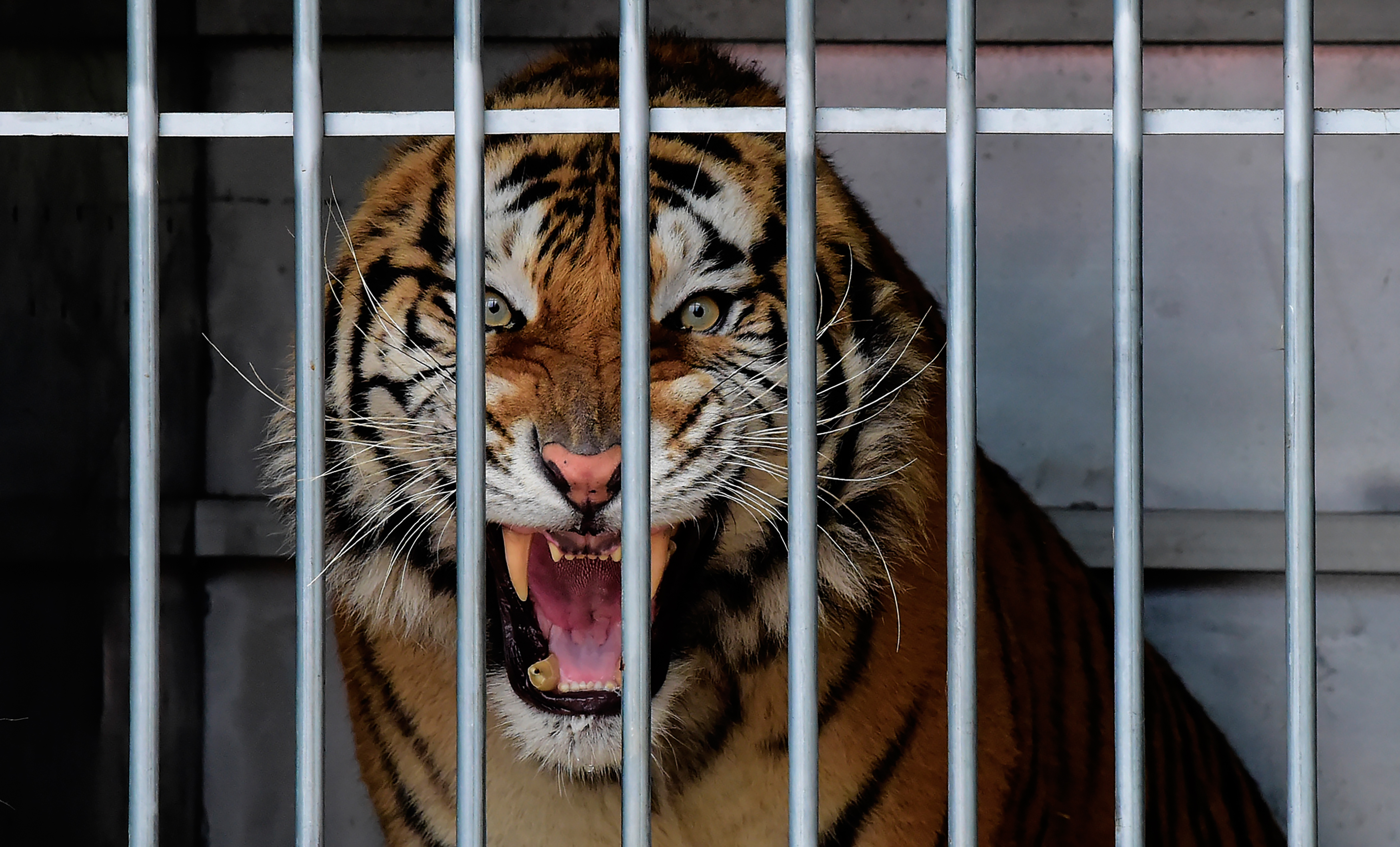 Тигр злой зоопарк
