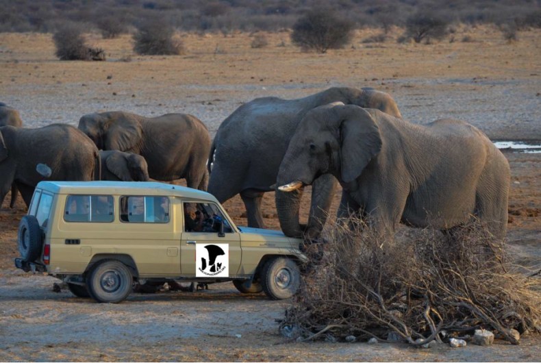 elephants