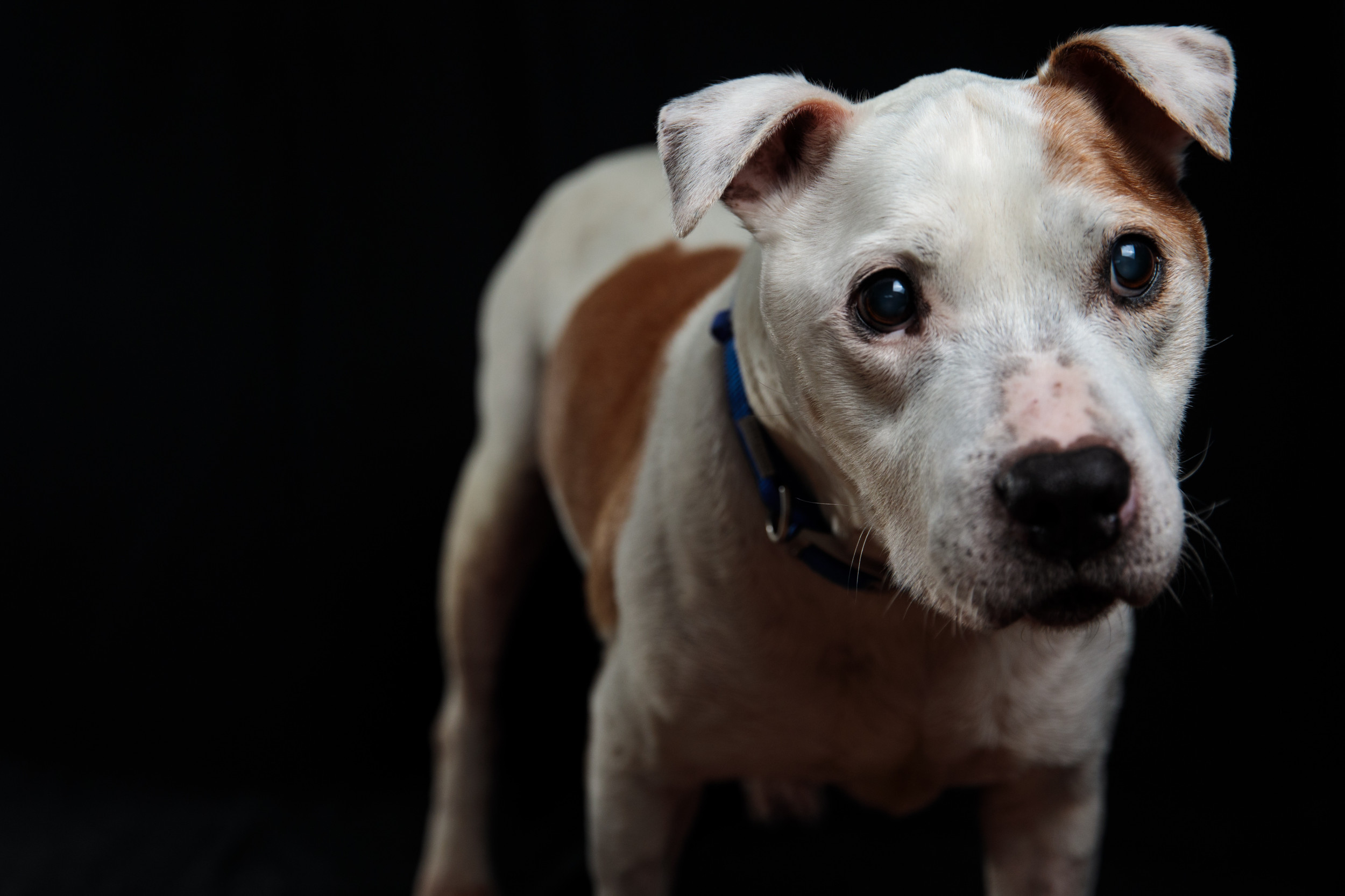 23 Things to Consider Before Adopting a Pit Bull