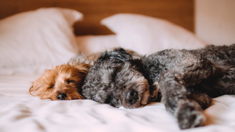 eusoh pet insurance alternative
