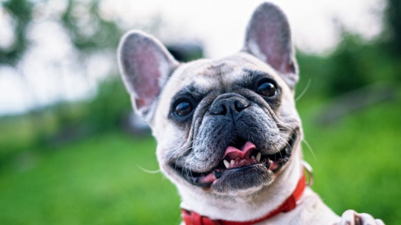 eusoh pet insurance alternative