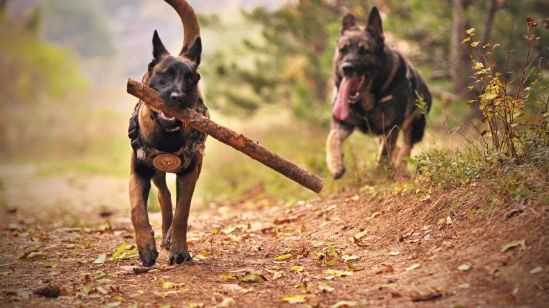 eusoh pet insurance alternative