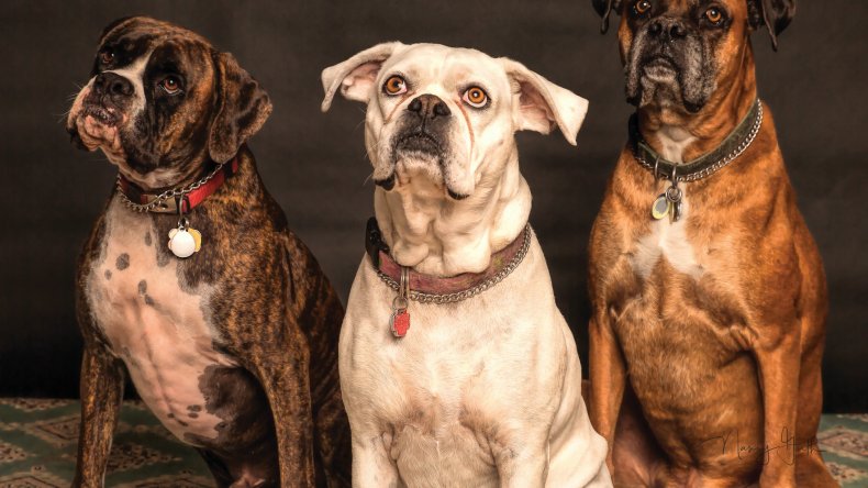 eusoh pet insurance alternative