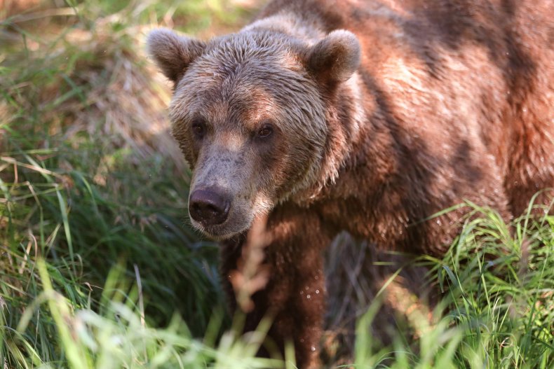 Brown bear in Alaska