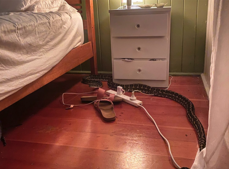 Carpet Python snake next to woman's bed