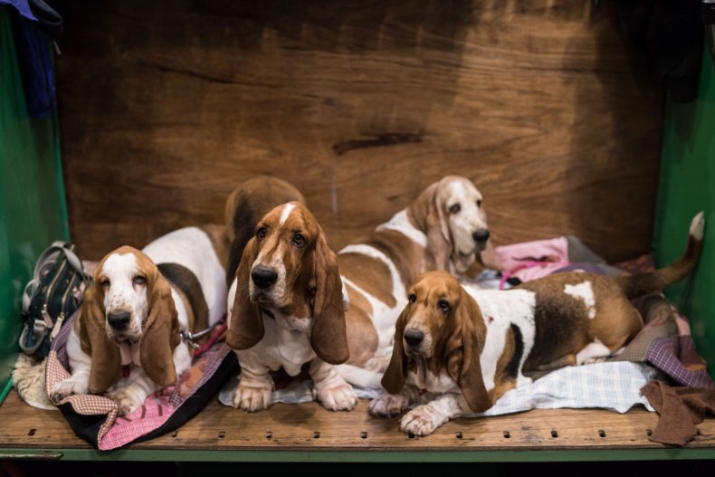 Basset hounds