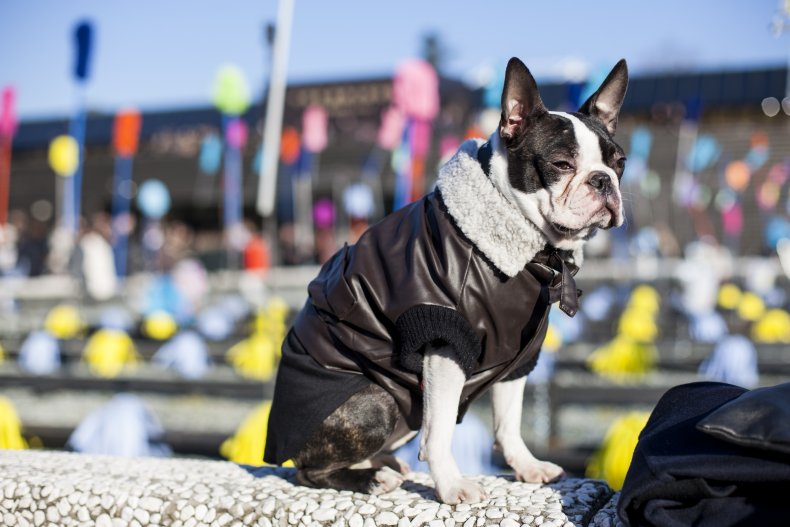 Boston terrier dog