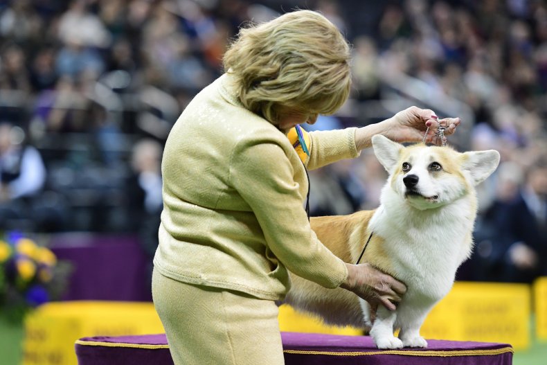 Pembroke Welsh corgi NYC dog show 2019