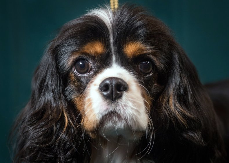 Cavalier King Charles spaniel dog 2017