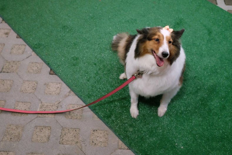 A collie dog NYC 2016