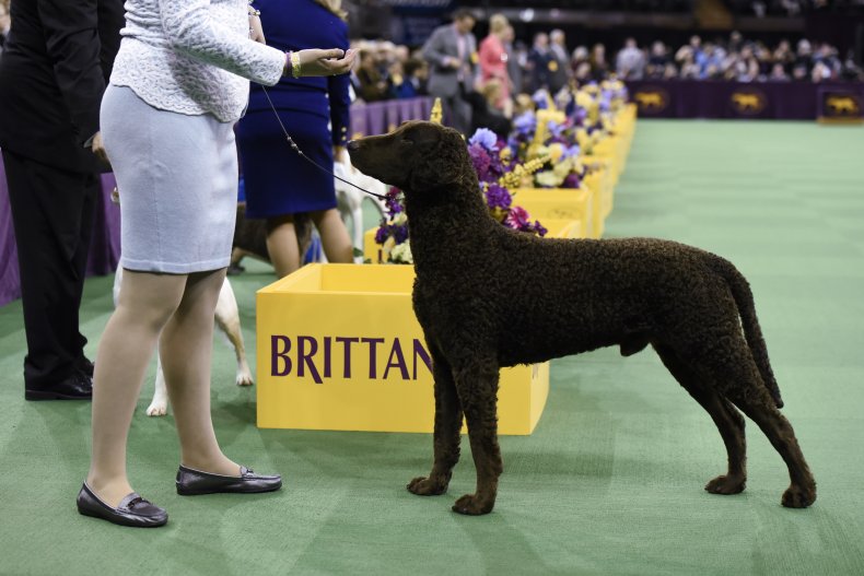 Curly-coated retriever NYC 2016