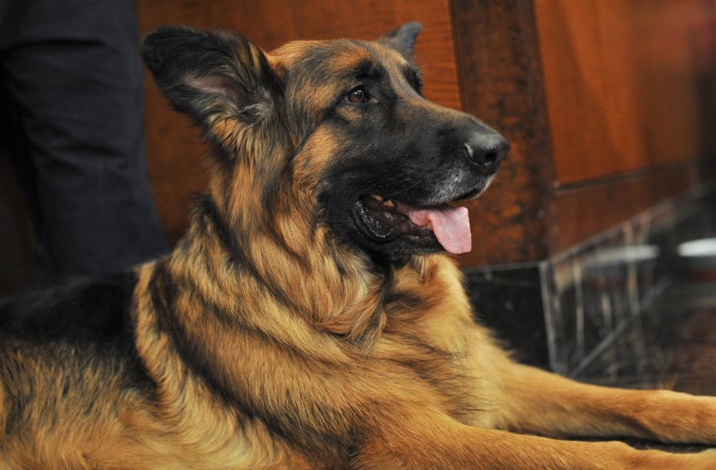 German shepherd dog NYC 2015