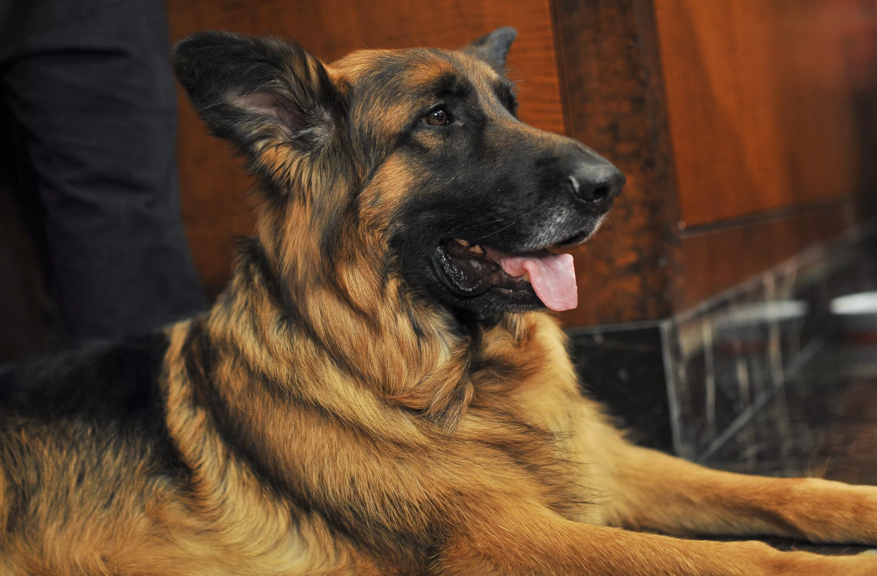 tysk shepherd dog NYC 2015