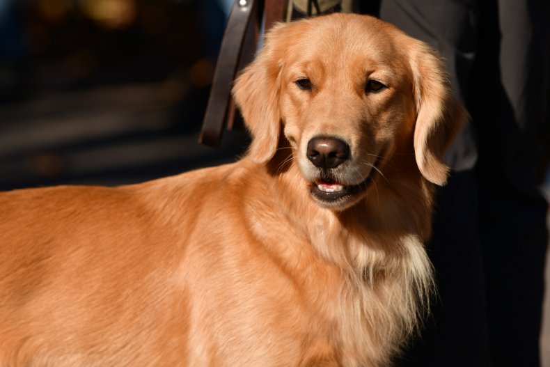 golden retriever dog NYC 2020
