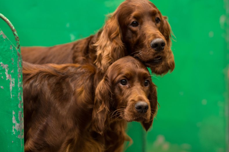 Irish setter dogs U.K. dog show 2018