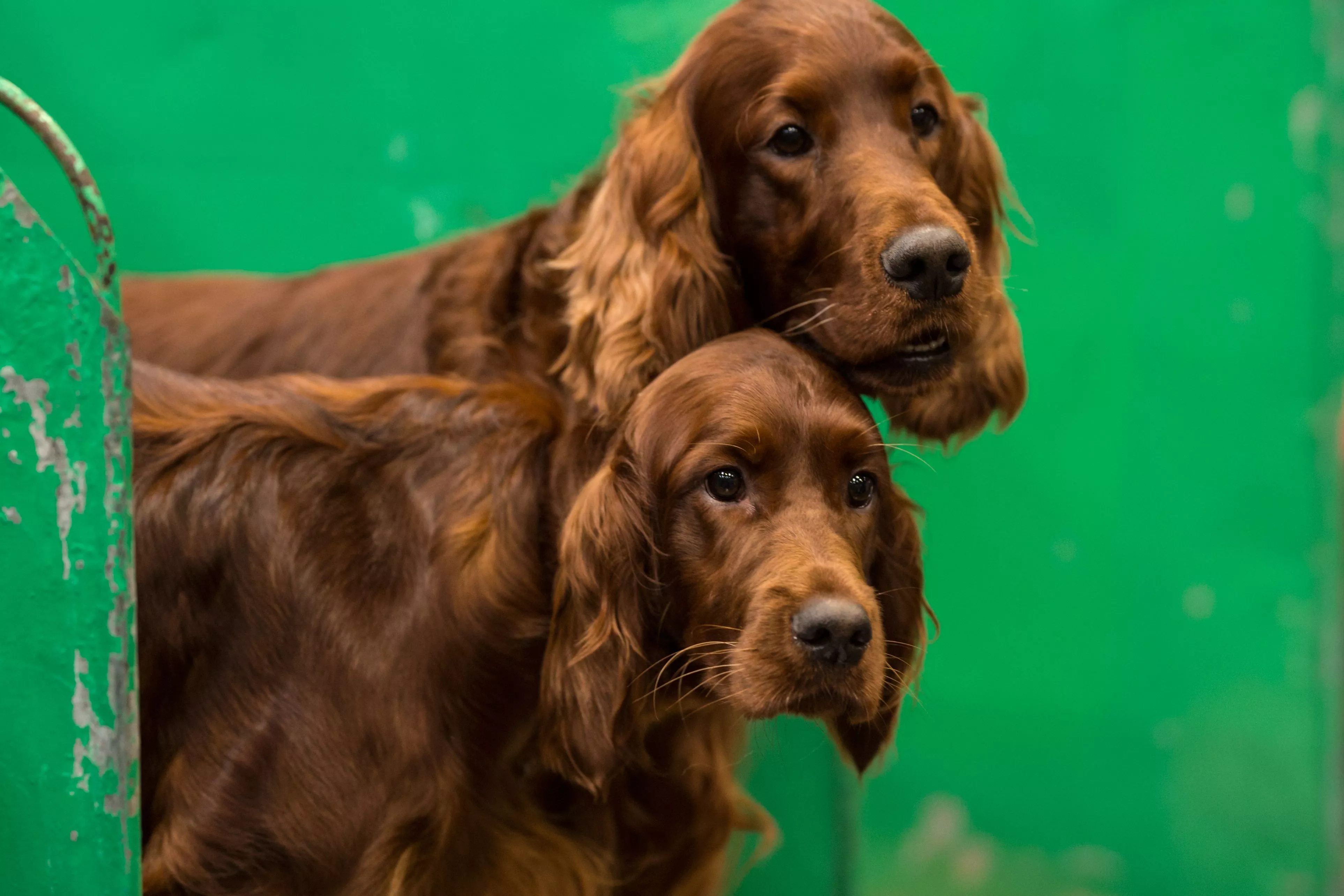 Irish setter dogs U. K. dog show 2018