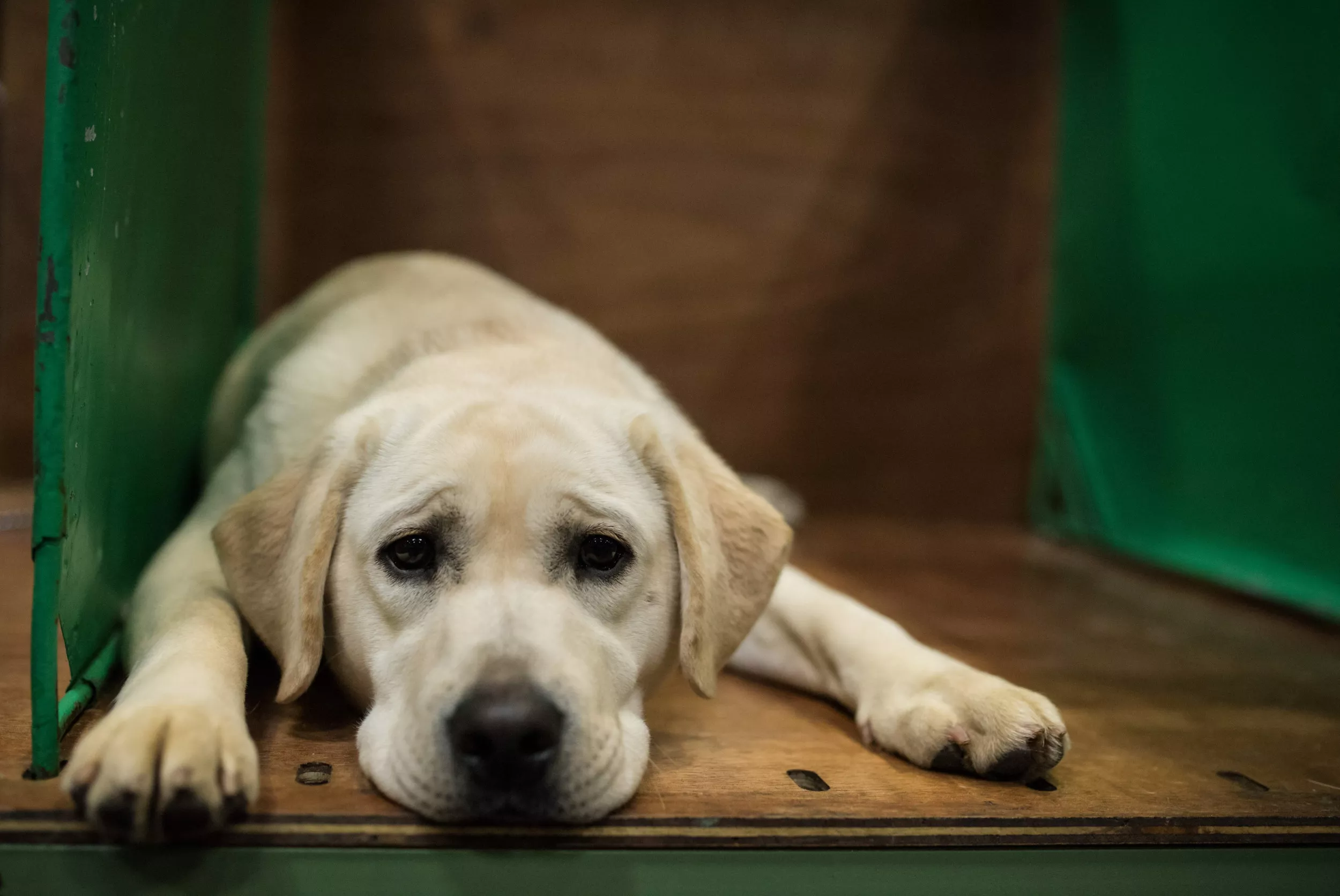  Exposición canina del Labrador retriever Reino Unido 2018