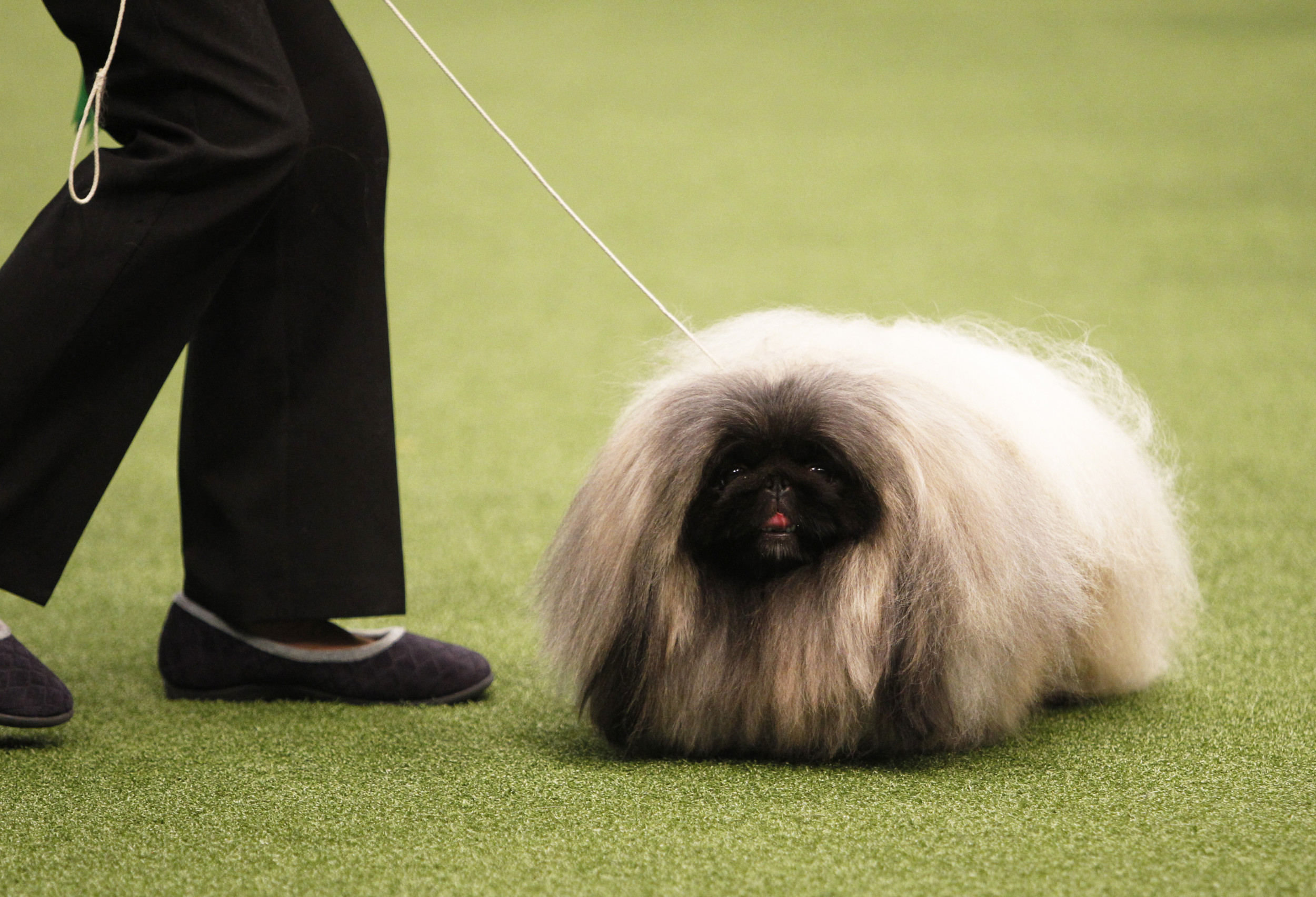 the biggest fluffy dog in the world