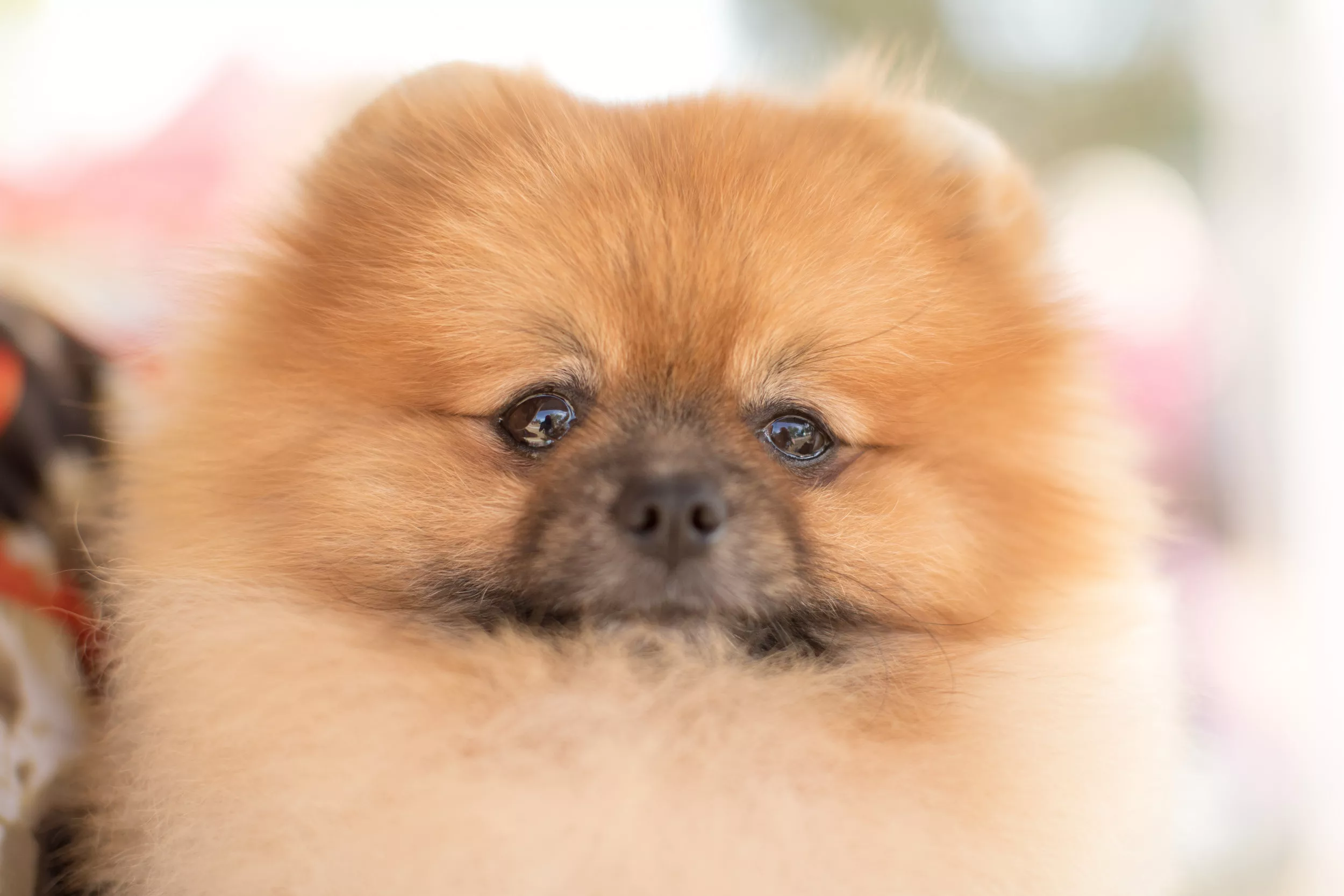 Pomeranian dog show Australien 2019