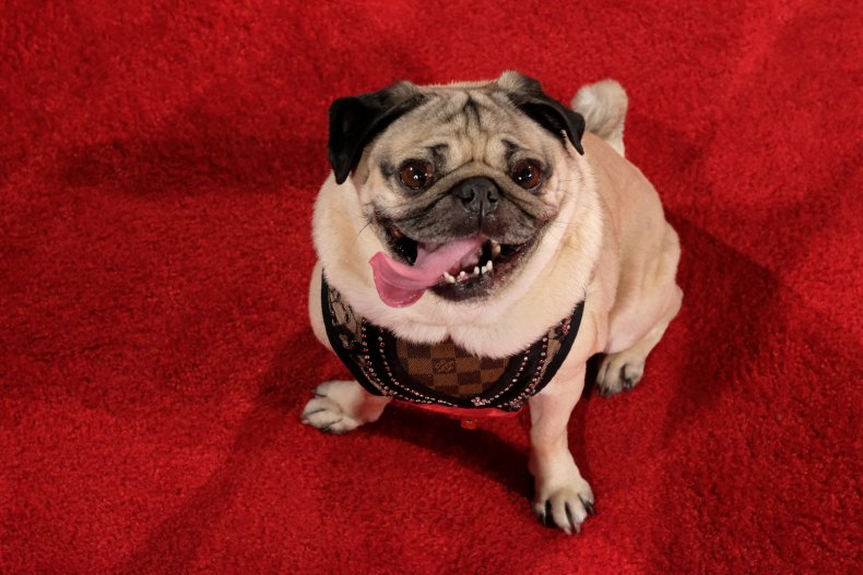 Pug 2020 Beverly Hills Dog Show