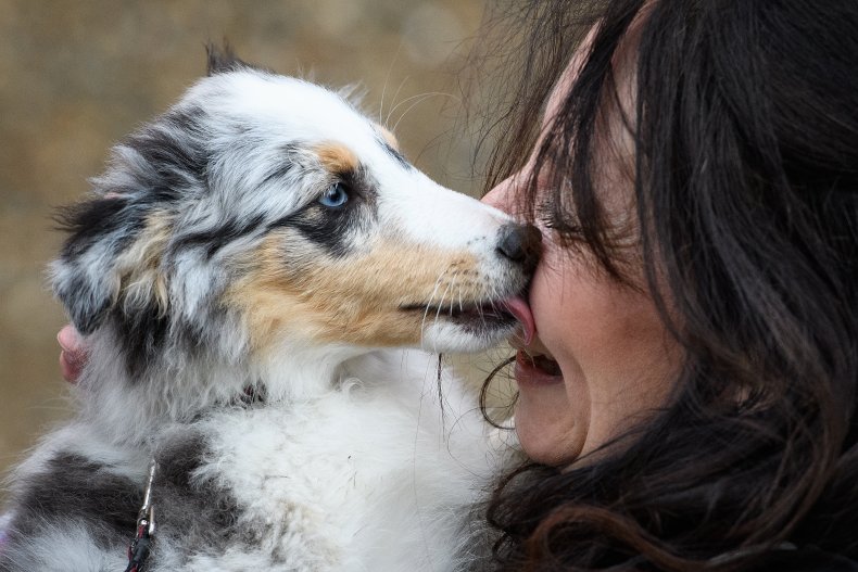 Shetland sheepdog U.K. dog show 2018