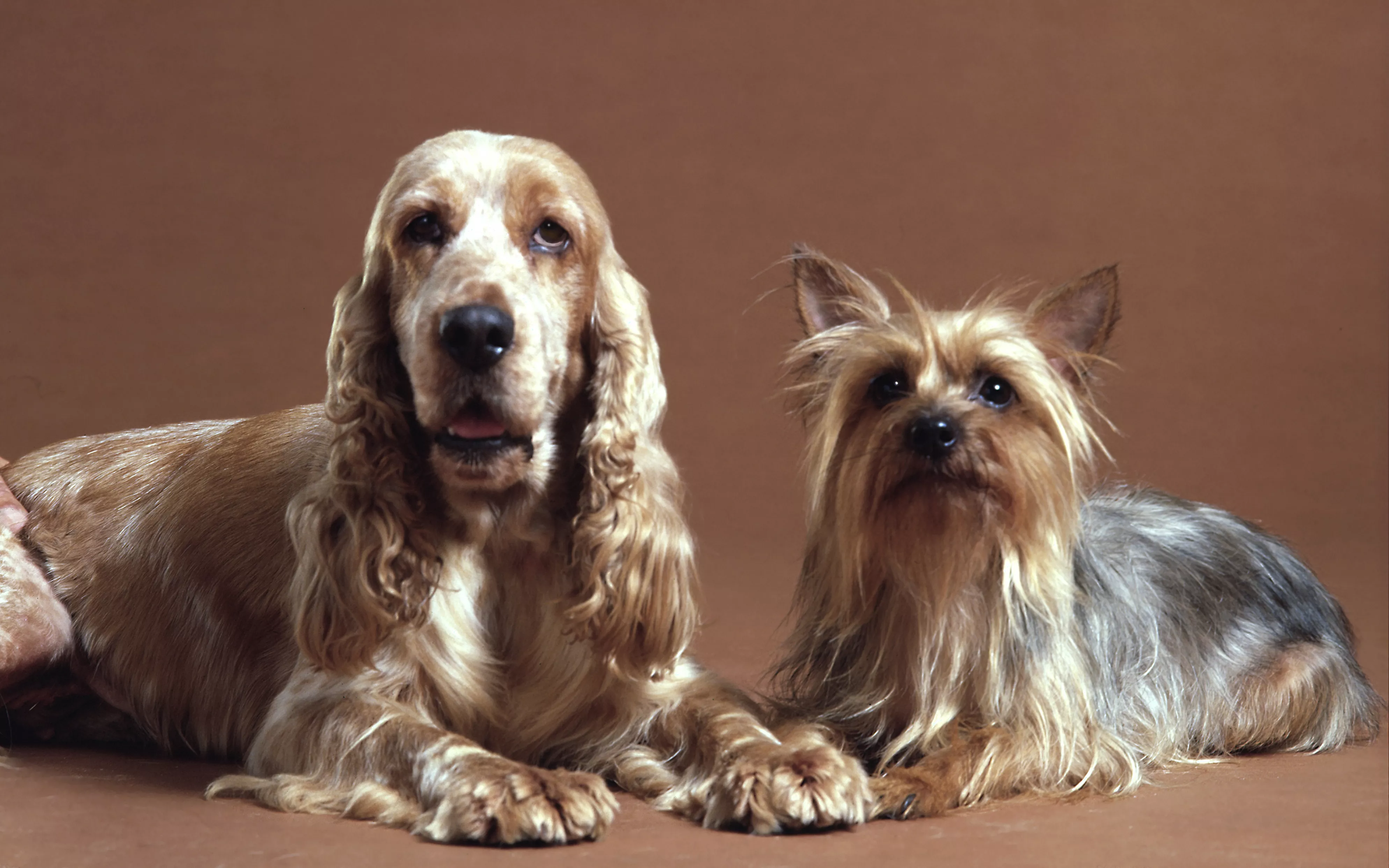 Silky terrier English spaniel dogs