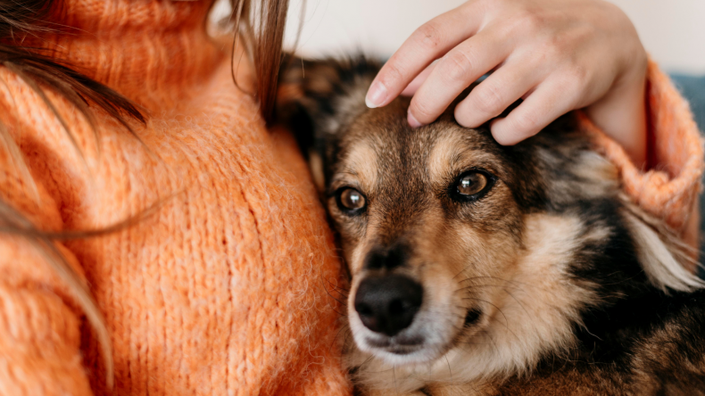 Best Canine DNA Test Kit Embark