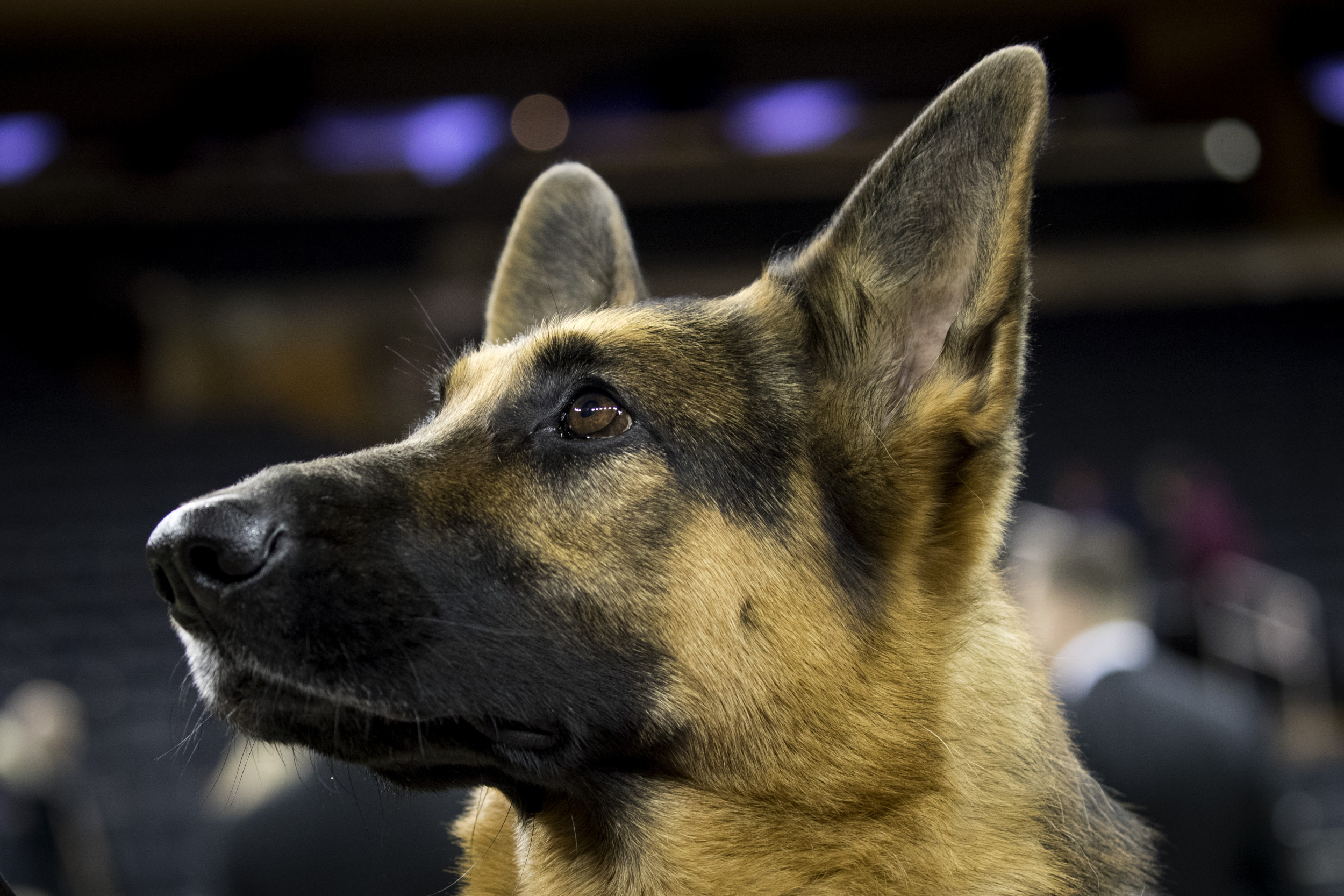 Trakr, a German shepherd, poses with owner James Symington in Los... News  Photo - Getty Images